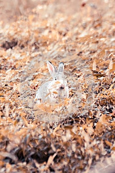 Small gray rabbit nesting in the grass, rabbit in the grass