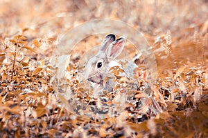 Small gray rabbit nesting in the grass, rabbit in the grass