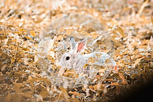 Small gray rabbit nesting in the grass, rabbit in the grass