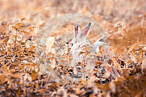 Small gray rabbit nesting in the grass, rabbit in the grass