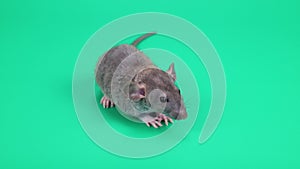 A small gray rat on a green background. Chroma key for cutting out an animal
