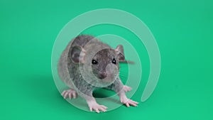 A small gray rat on a green background. Chroma key for cutting out an animal
