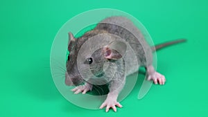 A small gray rat on a green background. Chroma key for cutting out an animal