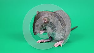 A small gray rat on a green background. The rodent washes itself with its paws. Chroma key for cutting out an animal