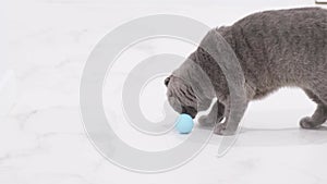 A small gray Scottish Fold domestic cat is playing with a ball on the floor at home.