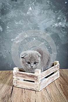 A small gray Scottish Fold kitten sits in a wooden box. The kitten was frightened.