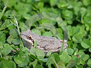 Small, gray Sierran treefrog atop a lush patch of clover leaves in a natural outdoor environment photo