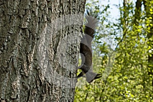 A small gray squirrel is looking for food by going around the trees