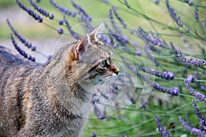 Small gray striped European Shorthair hunting