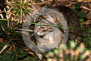 Small gray striped European Shorthair hunting