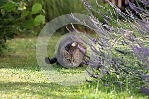 Small gray striped European Shorthair hunting