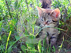Gattino attraverso erba 
