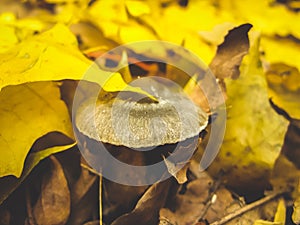 small gray toadstool yellow leaves