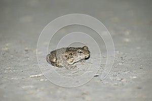 Small Gray treefrog looking at the camera