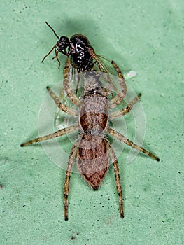 Small Gray Wall Jumping Spider photo