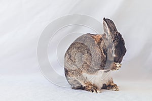 Small gray and white bunny rabbit appears to pray with paws together and neck slightly bent