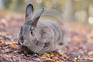 Small gray and white bunny rabbit in the garden