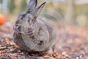 Small gray and white bunny rabbit in the garden in Autumn