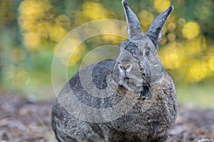 Small gray and white domestic house rabbit in the garden head turned