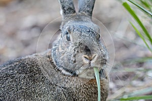 Small gray and white domestic house rabbit in the garden looking straight