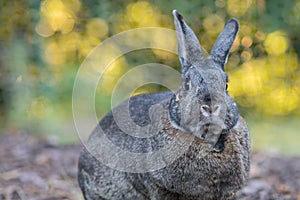 Small gray and white domestic house rabbit in the garden looking straight