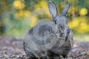 Small gray and white domestic house rabbit in the garden mouth open