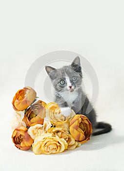 Small gray and white kitten with fall colored rose bouquet