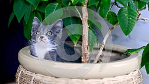 Small gray and white kitten sits in pot with indoor plant and looks at camera. Freedom loving cats love of flower and