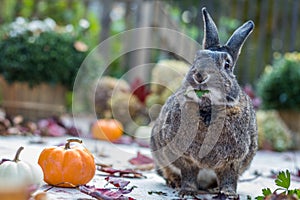 Small gray and white rabbit eating parsley funny face