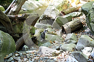 Small gray-white scared kitten in the wild nature