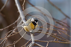 Small Great Tit looking at the camera, resting on a tree branch