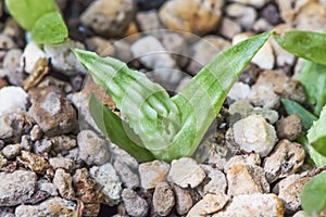 Small green aloe seedlings germinate