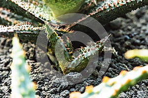 Small green aloe seedlings germinate