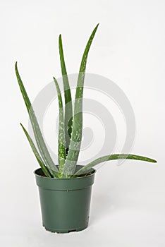 Small green aloes vera in a pot on white background