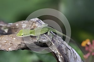 Small green anole