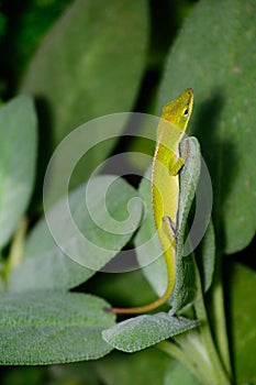 Small Green Anole (Anolis carolinensis) vertical on a sage leaf