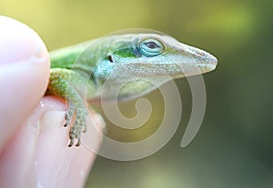 Small Green Anole Lizard held in fingers photo