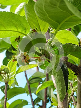 Small green apples on a branch in the garden in spring. Young fruit after flowering apple hanging on a tree in the garden. Close-