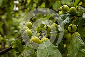 Small green apples on a tree