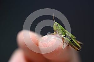 Small green baby grasshopper suborder Caelifera sitting