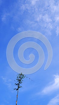 Small green bamboo plant with blue sky background