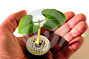 Small green bean plant growing in used aluminum coffee capsule held in palm