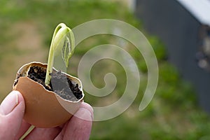 Small Green Bean Sprout Plant and Eggshell Close Up