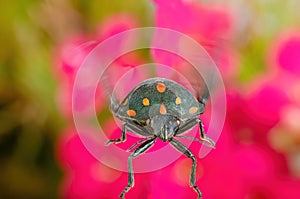 Small green beetle with orange spots and open wings seen in macro mode and in the background flowers, shallow depth of field and