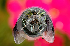 Small green beetle with orange spots and open wings seen in macro mode and in the background flowers, shallow depth of field and