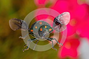 Small green beetle with orange spots and open wings seen in macro mode and in the background flowers, shallow depth of field and