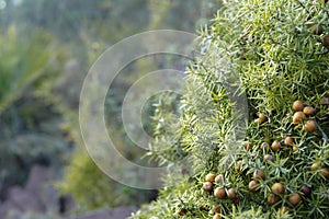 Small green berries hanging on the plant