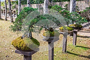 The small green bonsai trees