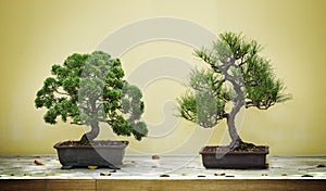 Small green bonsai trees