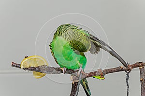 A small green budgerigar eats a lemon while sitting on a branch